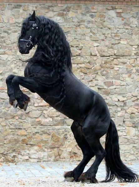 Attrian Dragonling
